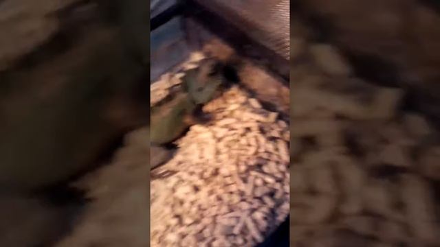 Водяний дракон смотреть онлайн