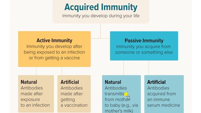 Immunology part 3-Adaptive Immune system intro смотреть онлайн