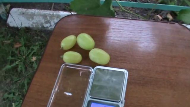 Виноград Ландыш. Сравнение корне-собственного с привитым на Лидию! смотреть онлайн