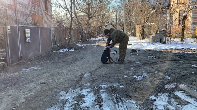 Доберман дрессировка! Джек 6 месяцев! Команда ко мне с котами! смотреть онлайн