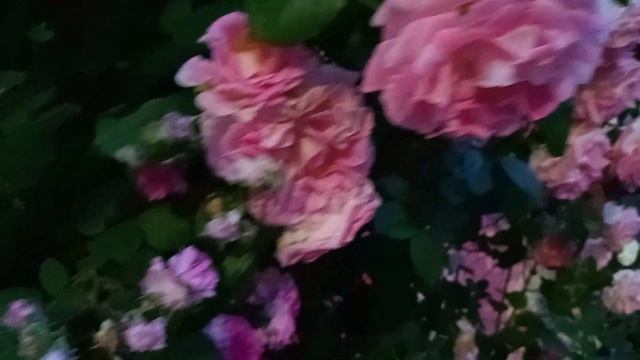 #Анапа Угадайте место по цветам... смотреть онлайн