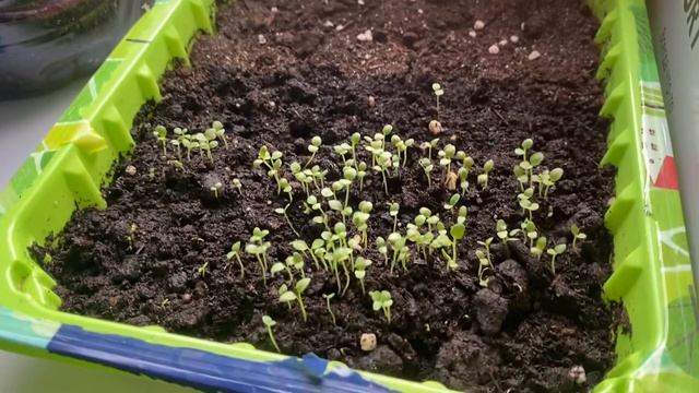 Рассада на 06.03.22г.