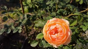 103#Роза Розоман Жанон//#Rosoman Janon//Сколько дней держит свой цветок//30.09.23 🌹🌹🌹