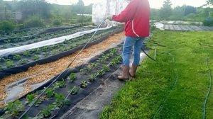 Капельный полив для клубники Мурано. 1 способ установки капельной ленты.