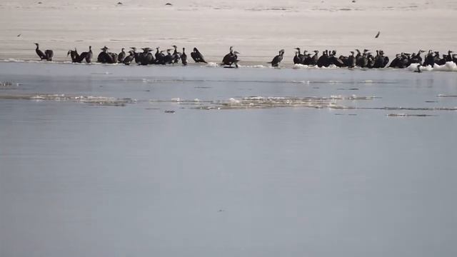 Журавленок смотреть онлайн