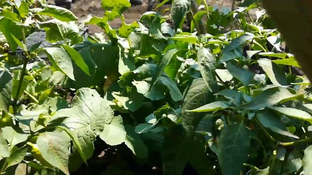 Работа кипит даже в жару. Забор. Зацветает эустома смотреть онлайн