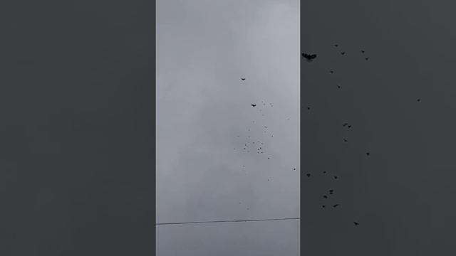 Подъём голубей на рождество у Фили.Липецкая область. смотреть онлайн