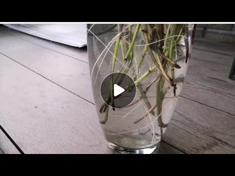 Садим мяту. Эксперимент 1. смотреть онлайн