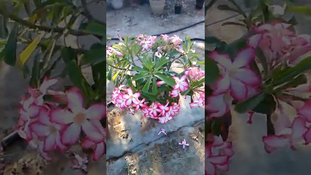 Danis adenium garden смотреть онлайн