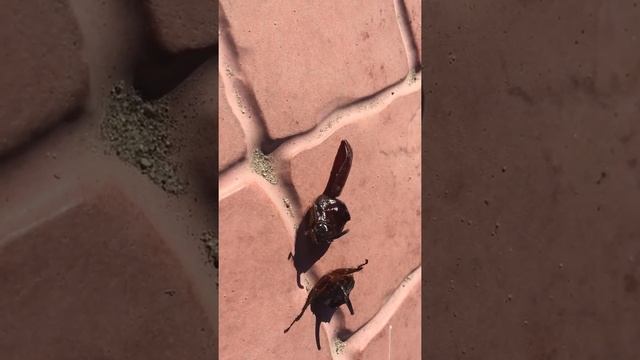 Сорви головы(жуки) смотреть онлайн