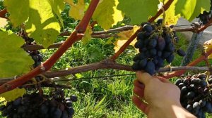 виноград на 18 октября. Кадрянка висит.