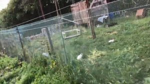 Электропастух на заборе