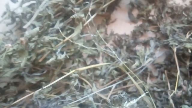 РАСШИРИТЬ СОСУДЫ ЛЕГКО ОТ ГИПЕРТОНИИ И ГОЛОВНОЙ БОЛИ 23.01.2022 смотреть онлайн