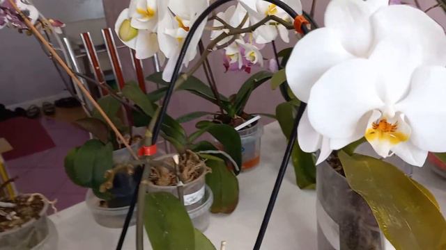 Мои #орхидеи в июне смотреть онлайн