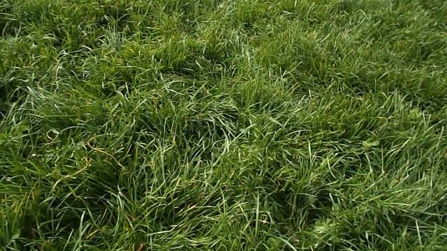 мадмуазэль Ессения юный поисковик смотреть онлайн