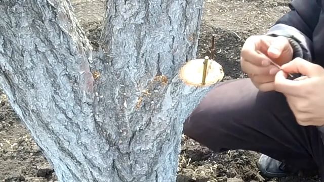 Самое оптимальное время для прививки фруктового сада / Прививка почкои и под кору