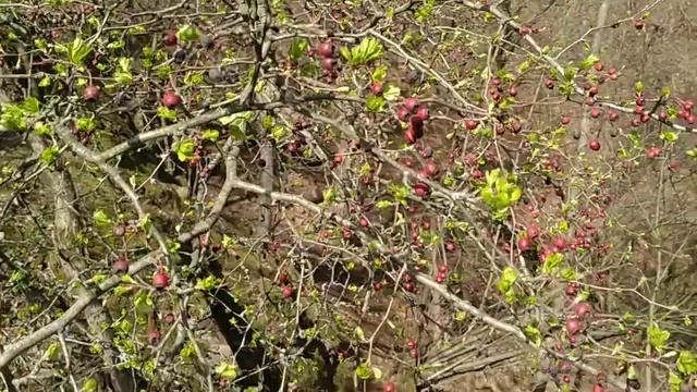Spring foraging for Hawthorn (Crataegus monogyna agg) смотреть онлайн