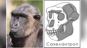 Как происходила Эволюция Человека на Земле?