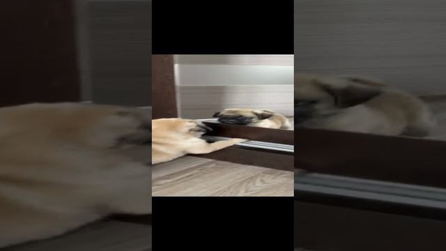 Арчи восхищается собой