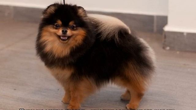 Как назвать шпица мальчика или девочку: клички для собак смотреть онлайн