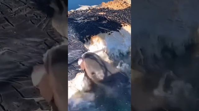 Акула ест кита в море смотреть онлайн