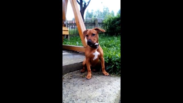 ПОЧЕМУ СОБАКА ЛАЕТ? Питбуль Тара ведет коммуникацию смотреть онлайн