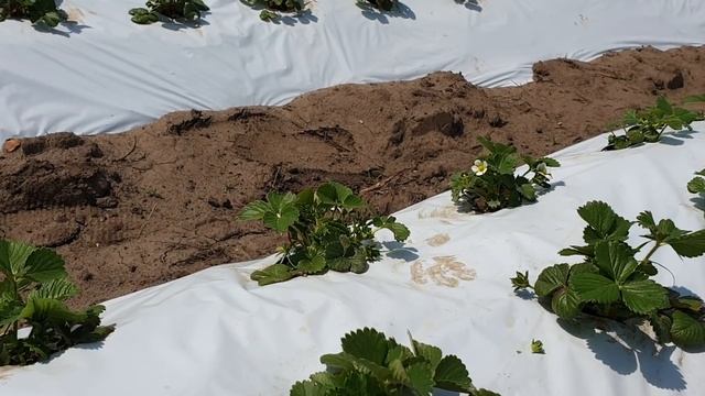 Оставлять или нет первые цветоносы на клубнике НСД. смотреть онлайн