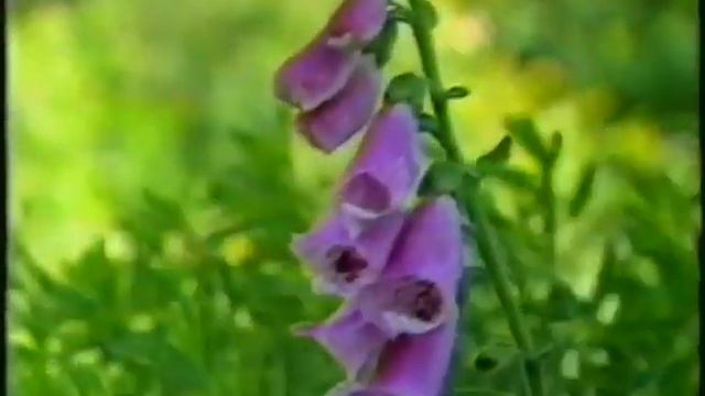 Gardening Naturally Roses смотреть онлайн