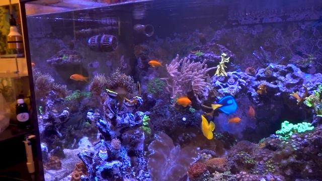 BIG Anemone BIG Problem!! 😢 Neat Aquatics Wide Flow Pump Guard Review смотреть онлайн