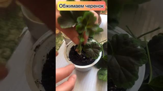 ПЕЛАРГОНИЯ!ГЕРАНЬ!Черенкование под зиму!100%результат. смотреть онлайн