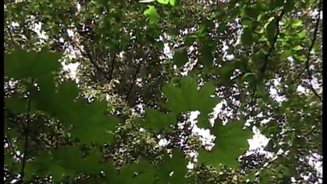бронзовки на цветах, пословский лесок иволги ориг смотреть онлайн