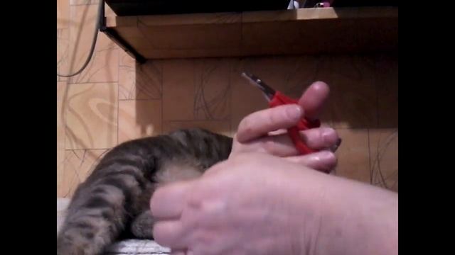 Кот Фунтик. Скоттиш-страйт (шотландская прямоухая) смотреть онлайн