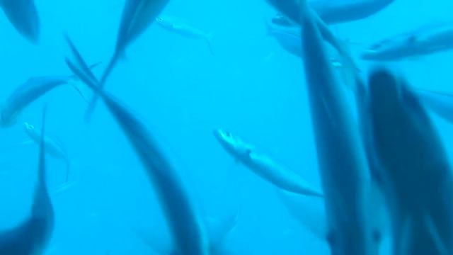 Полный тунец. Муаллах. смотреть онлайн