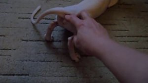 Вязка Сфинксов. Как расслаблять кошку. Помощь коту при вязке. SDC18187