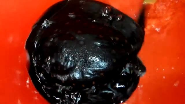 Скат моторо 30 см. смотреть онлайн