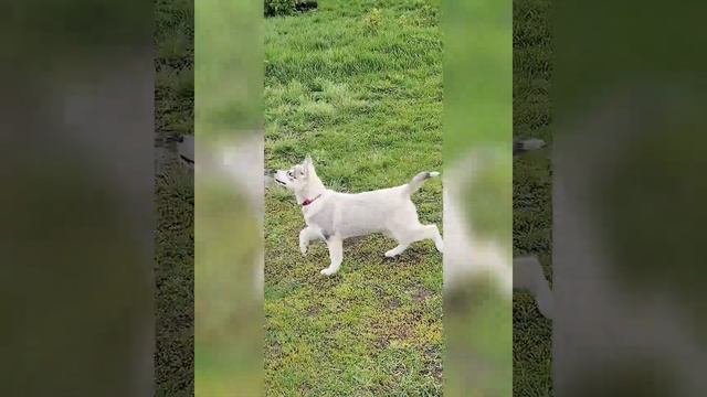 воспитание щенка в игровой форме?начинать с первых дней смотреть онлайн