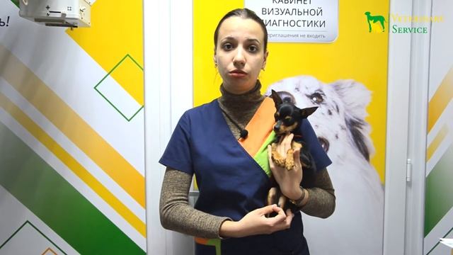 Правила содержания и выгула собак смотреть онлайн