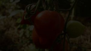 Томат Гибрид Тарасенко 2. Отличный сорт для закатки!