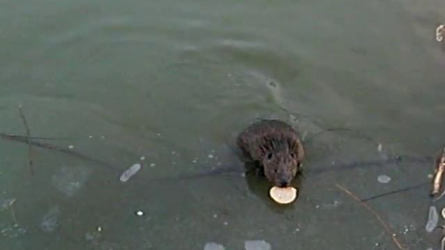 Покровское-Стрешнево. Бобры зимой смотреть онлайн