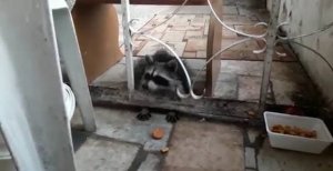 Енот забрался на балкон