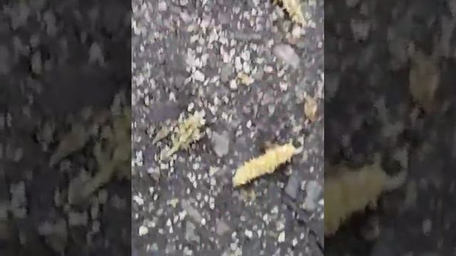 Нельзя кормить уток хлебом! Камчатка. Култучное озеро. смотреть онлайн