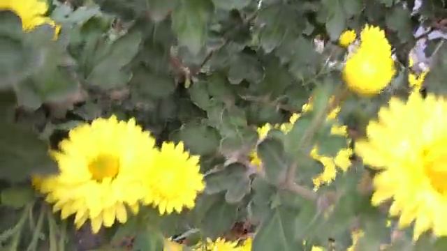 __:::__ЖЁЛТЫЕ ЦВЕТЫ ! __:::__Filin Rezwiy-Video__:::__ смотреть онлайн