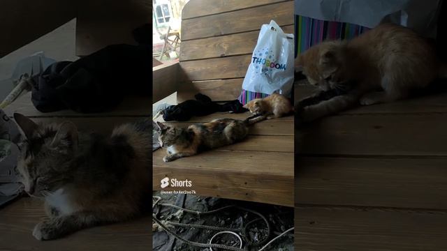 23 июня 2024 г..mp4