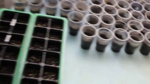 Как посадить семена баклажанов, перцев, томатов