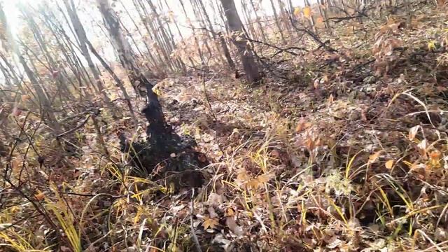 Встретил не далеко от дома чёрного дятла из Красной книги смотреть онлайн