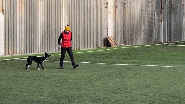 Как научить собаку командам Дрессировка собаки Танцы с собакой №46. Брина-14 месяцев смотреть онлайн