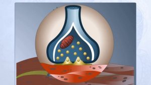 Строение синапса. Анатомия человека