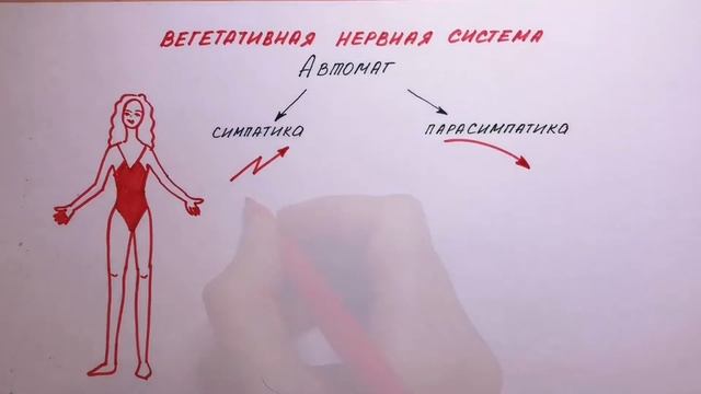 Вегетативная НС симпатика/парасимпатика