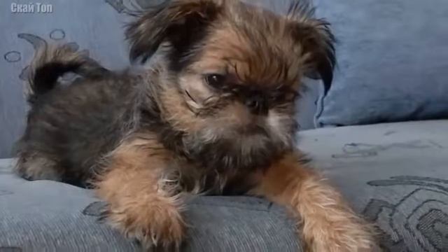 Самые маленькие собаки в мире смотреть онлайн