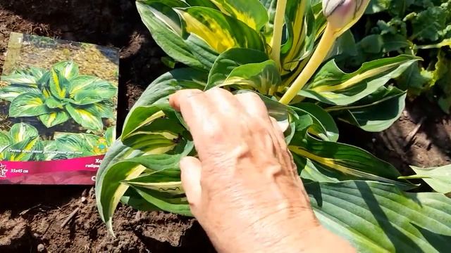 #хоста #Sting / Хоста Стинг ( лат. Hosta Sting). Отличительные особенности